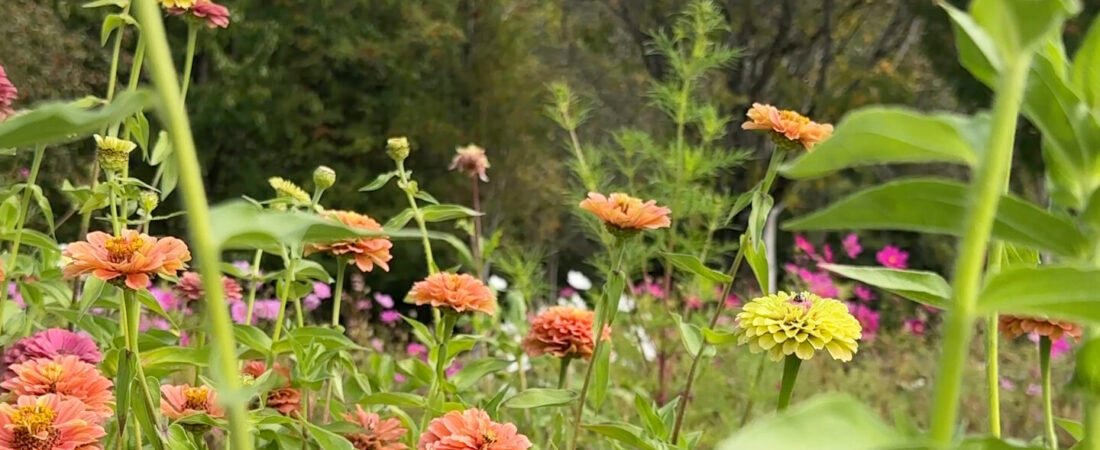 Welcome to Sunday Standard + My First Sunday Picks