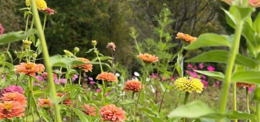 Welcome to Sunday Standard + My First Sunday Picks